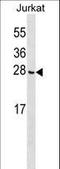 CGG Triplet Repeat Binding Protein 1 antibody, LS-C159339, Lifespan Biosciences, Western Blot image 