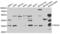 Cell Division Cycle 34 antibody, abx004178, Abbexa, Western Blot image 