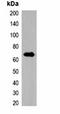 Avi-tag antibody, orb323037, Biorbyt, Western Blot image 