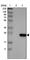 Tetraspanin 1 antibody, HPA011909, Atlas Antibodies, Western Blot image 