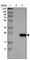 Tetraspanin-1 antibody, HPA011909, Atlas Antibodies, Western Blot image 