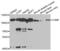 Cartilage Oligomeric Matrix Protein antibody, abx004454, Abbexa, Western Blot image 