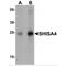 Shisa Family Member 4 antibody, MBS153348, MyBioSource, Western Blot image 
