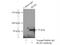 Ring Finger Protein, LIM Domain Interacting antibody, 16121-1-AP, Proteintech Group, Immunoprecipitation image 