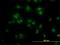 Transcription factor 7-like 2 antibody, H00006934-M06, Novus Biologicals, Immunofluorescence image 