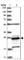 Proteasome Subunit Beta 10 antibody, HPA030225, Atlas Antibodies, Western Blot image 