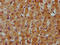 CDP-Diacylglycerol Synthase 2 antibody, orb422584, Biorbyt, Immunohistochemistry paraffin image 