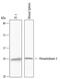 Peroxiredoxin 3 antibody, AF6610, R&D Systems, Western Blot image 