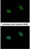 Prickle Planar Cell Polarity Protein 3 antibody, NBP1-33511, Novus Biologicals, Immunocytochemistry image 