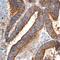 ETS Proto-Oncogene 1, Transcription Factor antibody, AF7284, R&D Systems, Immunohistochemistry paraffin image 