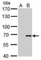 Cre Recombinase antibody, NBP2-42832, Novus Biologicals, Western Blot image 