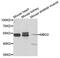 Methyl-CpG Binding Domain Protein 2 antibody, MBS126361, MyBioSource, Western Blot image 