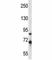 Interleukin 1 Receptor Associated Kinase 1 antibody, F43845-0.4ML, NSJ Bioreagents, Western Blot image 