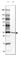 Charged Multivesicular Body Protein 5 antibody, HPA056437, Atlas Antibodies, Western Blot image 