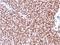 NK2 Homeobox 2 antibody, AE00256, Aeonian Biotech, Immunohistochemistry paraffin image 