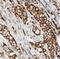 Metadherin antibody, NBP2-30458, Novus Biologicals, Immunohistochemistry frozen image 