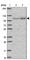 TBC1 Domain Family Member 2B antibody, HPA052663, Atlas Antibodies, Western Blot image 