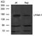 CD49D antibody, MBS9411612, MyBioSource, Western Blot image 