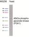 Phosphoglycerate Kinase 1 antibody, ab113687, Abcam, Western Blot image 