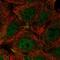 Mismatch repair endonuclease PMS2 antibody, HPA044400, Atlas Antibodies, Immunofluorescence image 