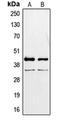Paired Box 2 antibody, LS-C352630, Lifespan Biosciences, Western Blot image 
