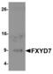 FXYD Domain Containing Ion Transport Regulator 7 antibody, A15981, Boster Biological Technology, Western Blot image 