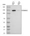 Collagen Type VI Alpha 1 Chain antibody, A02226-5, Boster Biological Technology, Western Blot image 