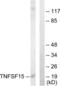 TNF Superfamily Member 15 antibody, abx013335, Abbexa, Western Blot image 