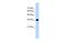 Canopy FGF Signaling Regulator 3 antibody, PA5-40884, Invitrogen Antibodies, Western Blot image 