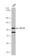 BICD Cargo Adaptor 2 antibody, NBP2-43683, Novus Biologicals, Western Blot image 