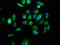 Multiple EGF Like Domains 9 antibody, LS-C672104, Lifespan Biosciences, Immunofluorescence image 