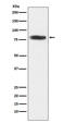 Cysteinyl-TRNA Synthetase antibody, M00259, Boster Biological Technology, Western Blot image 