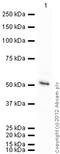 Neutrophil Cytosolic Factor 1 antibody, ab795, Abcam, Western Blot image 