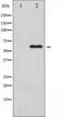 c-Myc antibody, TA325702, Origene, Western Blot image 