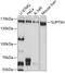 SPT5 Homolog, DSIF Elongation Factor Subunit antibody, GTX64922, GeneTex, Western Blot image 