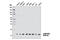 Late Endosomal/Lysosomal Adaptor, MAPK And MTOR Activator 2 antibody, 8145S, Cell Signaling Technology, Western Blot image 