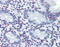 Vitamin D Receptor antibody, 51-049, ProSci, Immunohistochemistry paraffin image 