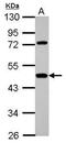 Hemopexin antibody, GTX112519, GeneTex, Western Blot image 