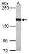 DAZ Interacting Zinc Finger Protein 3 antibody, PA5-32190, Invitrogen Antibodies, Western Blot image 