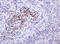 O-6-Methylguanine-DNA Methyltransferase antibody, LS-C789030, Lifespan Biosciences, Immunohistochemistry frozen image 