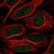 TATA-Box Binding Protein Associated Factor 8 antibody, HPA031730, Atlas Antibodies, Immunofluorescence image 