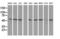 RuvB Like AAA ATPase 2 antibody, LS-C173736, Lifespan Biosciences, Western Blot image 