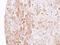 Latexin antibody, NBP1-32525, Novus Biologicals, Immunohistochemistry paraffin image 