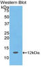 Peptide YY antibody, LS-C295787, Lifespan Biosciences, Western Blot image 