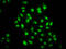 Transcription Elongation Factor A3 antibody, LS-C681512, Lifespan Biosciences, Immunofluorescence image 