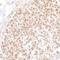 Menin 1 antibody, NB100-215, Novus Biologicals, Immunohistochemistry frozen image 