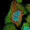 TRNA Selenocysteine 1 Associated Protein 1 antibody, NBP1-92536, Novus Biologicals, Immunocytochemistry image 