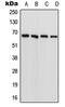 Phenylalanyl-TRNA Synthetase Subunit Beta antibody, LS-C353221, Lifespan Biosciences, Western Blot image 