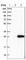 ER Membrane Protein Complex Subunit 7 antibody, HPA010029, Atlas Antibodies, Western Blot image 