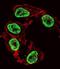 Arginine-Fifty Homeobox antibody, abx029709, Abbexa, Immunofluorescence image 